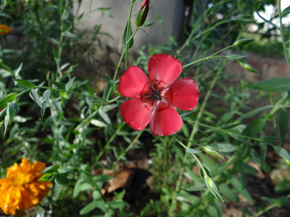Linum grandiflorum